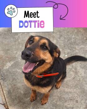 Dottie -  Shepherd Dog for Adoption in Sulphur, Kentucky - Dottie | PetCurious