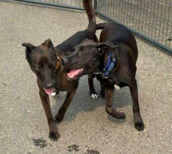 Belgian Shepherd Malinois Dogs Available for Adoption in Vancouver, Washington - RD Rook | PetCurious