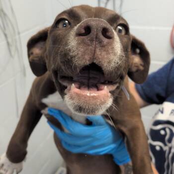Brownie -  American Staffordshire Terrier and Black Mouth Cur Dog for Adoption in Hattiesburg, Mississippi - Brownie | PetCurious