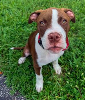 Arnold -  Pit Bull Terrier and American Bulldog Dog for Adoption in Pompano Beach, Florida - Arnold | PetCurious