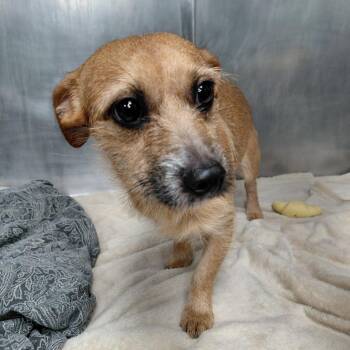 Bacon -  Chihuahua and Terrier Dog for Adoption in Philadelphia, Pennsylvania - Bacon | PetCurious