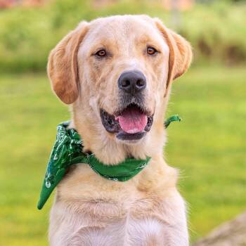 Rescue Golden Retriever and Chinook Dogs for Adoption in Clarinda, Iowa - Air Bud (Bud) | PetCurious