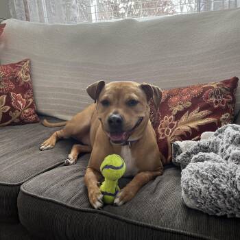 Terrier Dogs Available for Adoption in Fremont, Michigan - Tilly | PetCurious