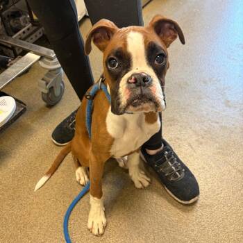 Boxer Dogs Available for Adoption in Council Bluffs, Iowa - Lancer | PetCurious