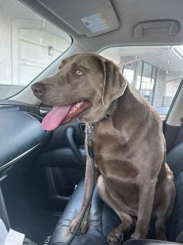 Sadie (Courtesy Post) -  Labrador Retriever Dog for Adoption - Sadie (Courtesy Post) | PetCurious
