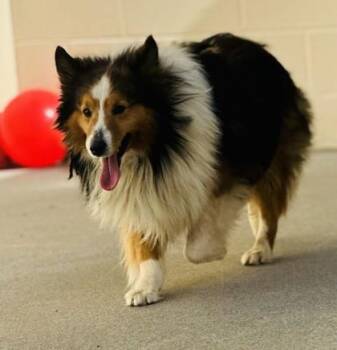 Shetland Sheepdog Sheltie and Mixed Breed Dogs Available for Adoption in West Chester, Pennsylvania - Firethorn | PetCurious