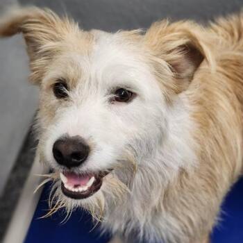 Bingo -  Terrier Dog for Adoption - Bingo | PetCurious