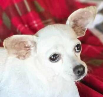 Rescue Chihuahua Dogs for Adoption in Boerne, Texas - Faye | PetCurious