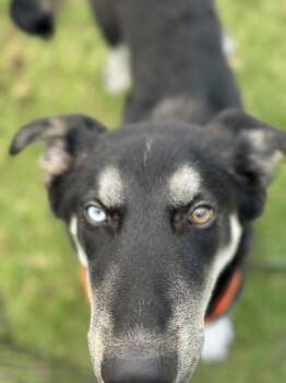 Rescue German Shepherd Dog Dogs for Adoption in Bremerton, Washington - Harlo | PetCurious