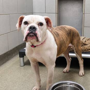 Ricotta -  English Bulldog and Mixed Breed Dog for Adoption in Nashville, Tennessee - Ricotta | PetCurious