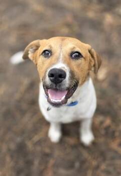 Foxhound and Mixed Breed Dogs Available for Adoption in North Charleston, South Carolina - 92082a Hoppy - Adoption Ambassador | PetCurious