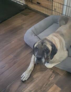 Mastiff Dogs Available for Adoption - Franny - Medical Hold | PetCurious