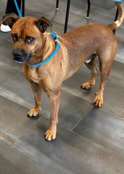 26-453 Jasper -  Boxer Dog for Adoption in Tarboro, North Carolina - 26-453 Jasper | PetCurious