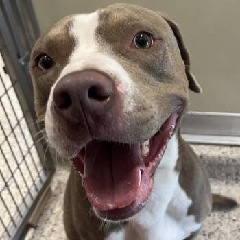 Pit Bull Terrier Dogs Available for Adoption in Nashville, Indiana - Jasper | PetCurious