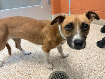 MARCIA -  Chihuahua and Mixed Breed Dog for Adoption in Pueblo, Colorado - MARCIA | PetCurious