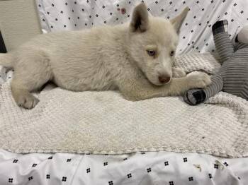 Husky and Mixed Breed Dogs Available for Adoption in Modesto, California - A609894 | PetCurious