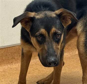 BUDDY -  German Shepherd Dog and Mixed Breed Dog for Adoption in Sacramento, California - BUDDY | PetCurious