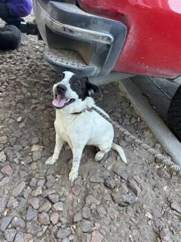 Mixed Breed Dogs Available for Adoption in El Paso, Texas - Molly | PetCurious