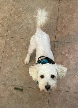 Evan -  Poodle Dog for Adoption in Valparaiso, Indiana - Evan | PetCurious