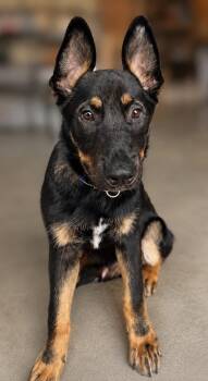 Diesel -  German Shepherd Dog Dog for Adoption in Seattle, Washington - Diesel | PetCurious
