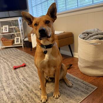 Rescue Mixed Breed Dogs for Adoption in Little Rock, Arkansas - Charlotte | PetCurious