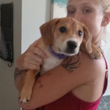 Meatball -  Beagle and Mixed Breed Dog for Adoption in Hohenwald, Tennessee - Meatball | PetCurious