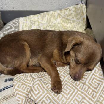 Chihuahua Dogs Available for Adoption in Alma, Michigan - Rusty | PetCurious