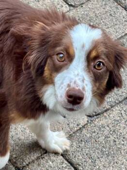 Rio -  Australian Shepherd Dog for Adoption in Wolcott, Connecticut - Rio | PetCurious