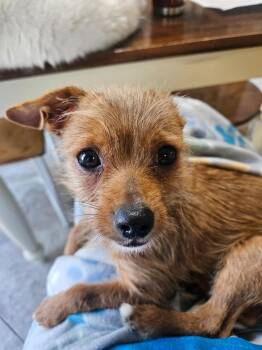 Vincent -  Chihuahua Dog for Adoption in Johnson City, Tennessee - Vincent | PetCurious