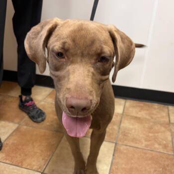 FWT Samson -  Chocolate Labrador Retriever and Mixed Breed Dog for Adoption in Midland, Texas - FWT Samson | PetCurious