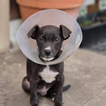 Terrier and Mixed Breed Dogs Available for Adoption in Spokane, Washington - Tullie | PetCurious