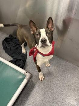 Mixed Breed Dogs Available for Adoption in Dallas, Texas - SPADE | PetCurious