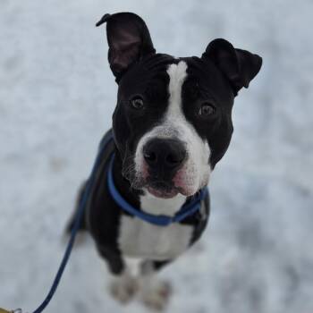 Terrier and Mixed Breed Dogs Available for Adoption - Cruz | PetCurious