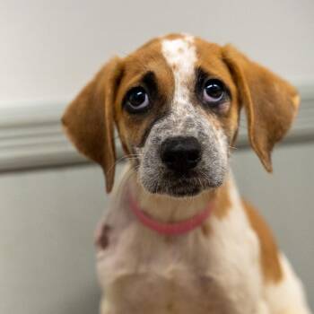 Winnie the Pooh -  Labrador Retriever and Cattle Dog Dog for Adoption in Pawling, New York - Winnie The Pooh | PetCurious
