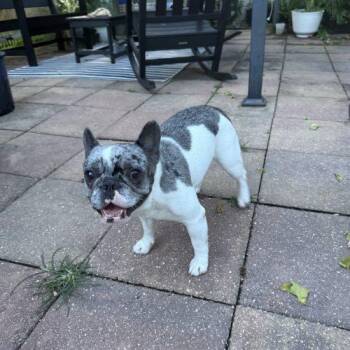 Stormy -  French Bulldog Dog for Adoption in Sunrise, Florida - Stormy | PetCurious