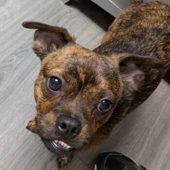 Pee Wee -  Mixed Breed Dog for Adoption in Greenville, Pennsylvania - Pee Wee | PetCurious