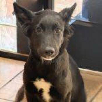 Mixed Breed Dogs Available for Adoption in Green Valley, Arizona - Nova | PetCurious