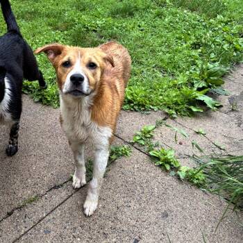 Goldie D11852 -  Cattle Dog and Shepherd Dog for Adoption - Goldie D11852 | PetCurious