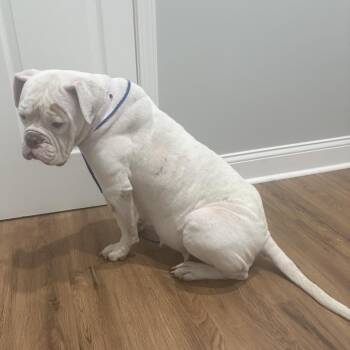Jazzy -  English Bulldog and Mixed Breed Dog for Adoption in Bartlett, Tennessee - Jazzy | PetCurious