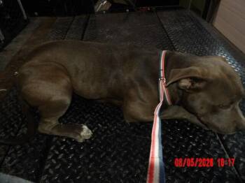 Sasha -  Pit Bull Terrier Dog Available for Adoption in Hobbs, New Mexico - Sasha | PetCurious