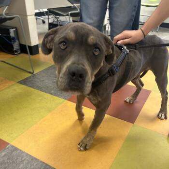 Droo -  Mixed Breed Dog for Adoption in Philadelphia, Pennsylvania - Droo | PetCurious