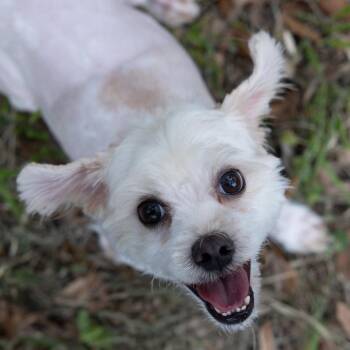 Shih Tzu Dogs Available for Adoption in Wimberley, Texas - Kobe | PetCurious