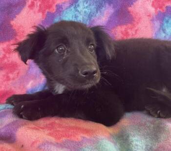 Willow -  Spaniel Dog for Adoption in Memphis, Tennessee - Willow | PetCurious