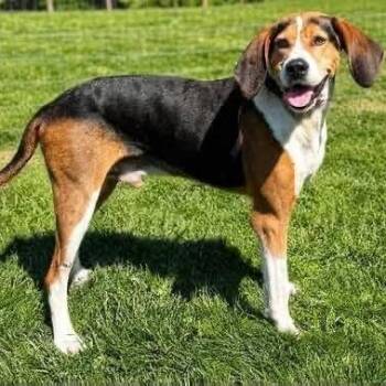 Stan -  American Foxhound Dog for Adoption - Stan | PetCurious