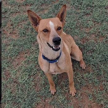 Todd -  Cattle Dog Dog for Adoption in Midland, Texas - Todd | PetCurious