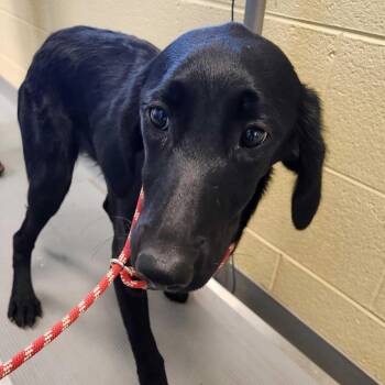 Mixed Breed Dogs Available for Adoption - Opalite | PetCurious