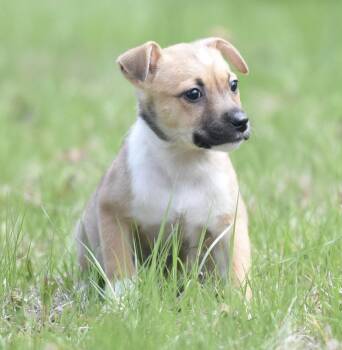 Chihuahua and Terrier Dogs Available for Adoption in Mechanicsburg, Pennsylvania - Bella | PetCurious