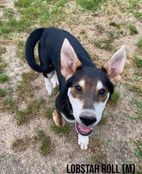 Shepherd and Husky Dogs Available for Adoption in Pembroke, Massachusetts - Lobstah Roll  | PetCurious