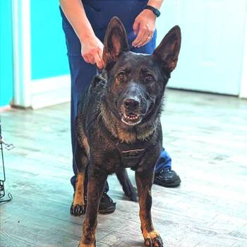 Freya -  German Shepherd Dog Dog for Adoption in Jefferson City, Tennessee - Freya | PetCurious