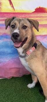 Rescue German Shepherd Dog Dogs for Adoption in Brookings, Oregon - Dory | PetCurious